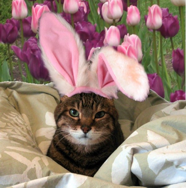 easter bunny cat